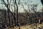 En el Parque Nacional Chirripó algunos encendios forestales causaron estragos