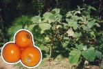 Naranjilla (Solanum quitoense) - ¿apta para sistemas agroforestales?