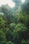 Regenwald (Projekt Genesis II von S. & P. Friedman)